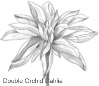 Double Orchid Dahlia