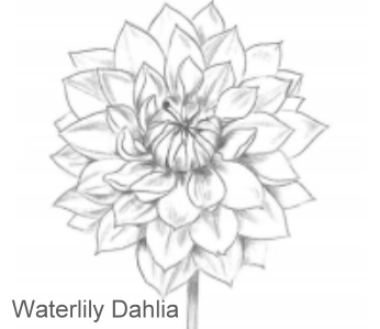 Waterlily Dahlia