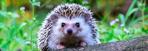 How to help hedgehogs in your garden
